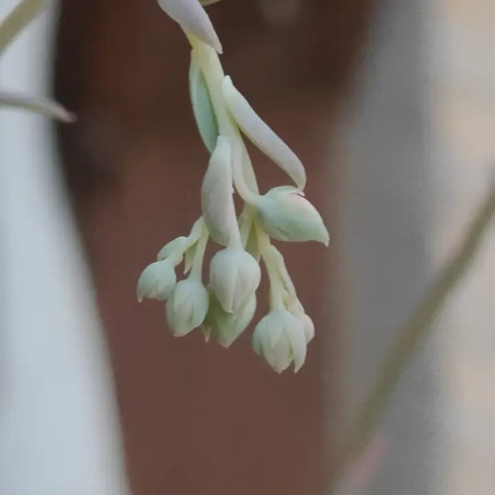 Echeveria Alba Beauty flor 3