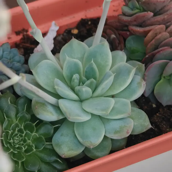 Echeveria Alba Beauty 1