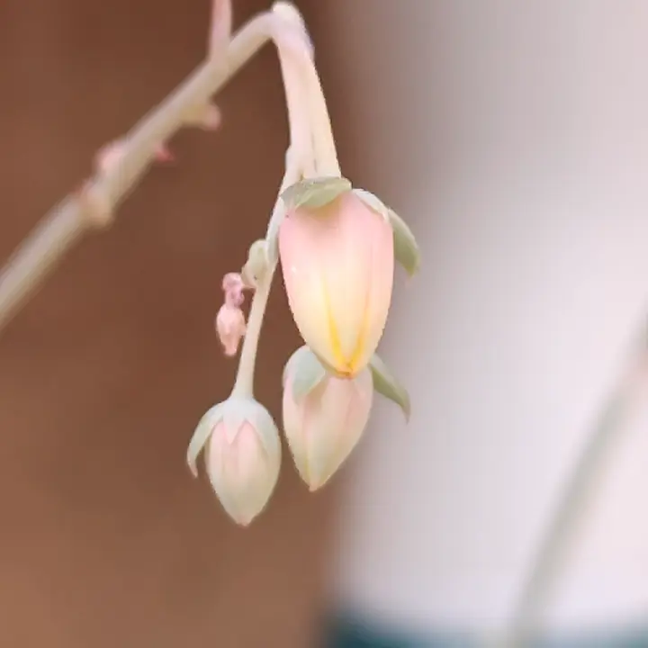 Echeveria Alba Beauty flor 2