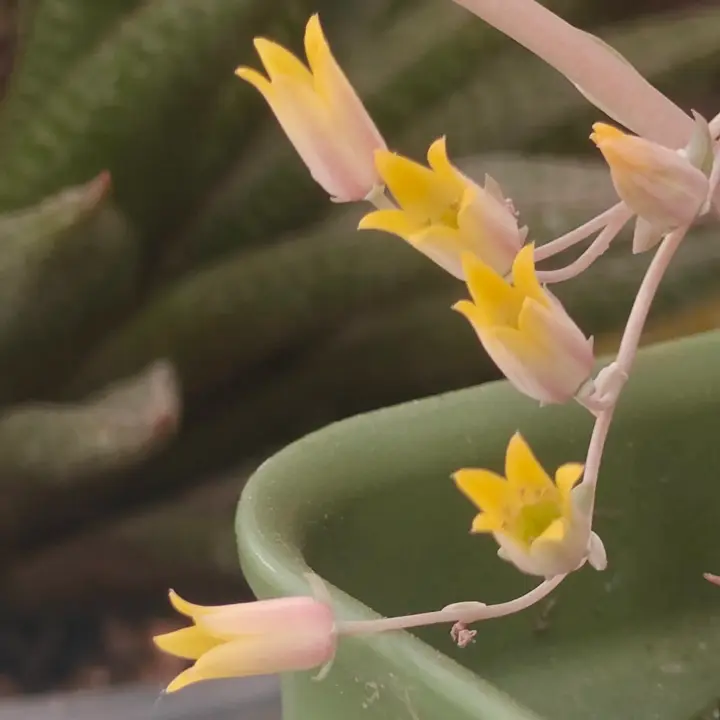 Echeveria Alba Beauty flor 1