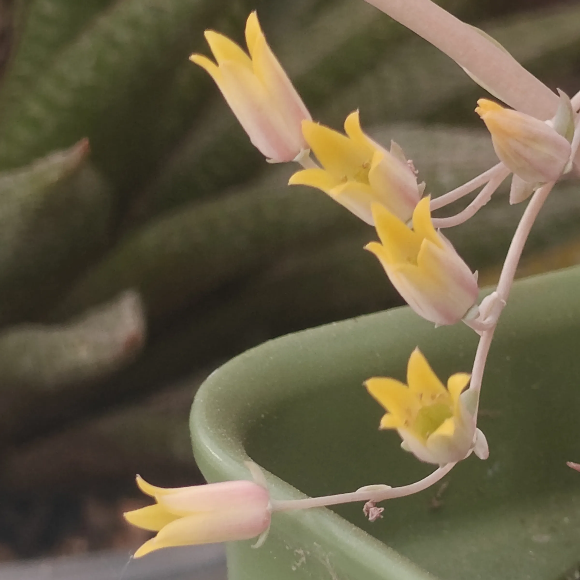 Echeveria Alba Beauty 3