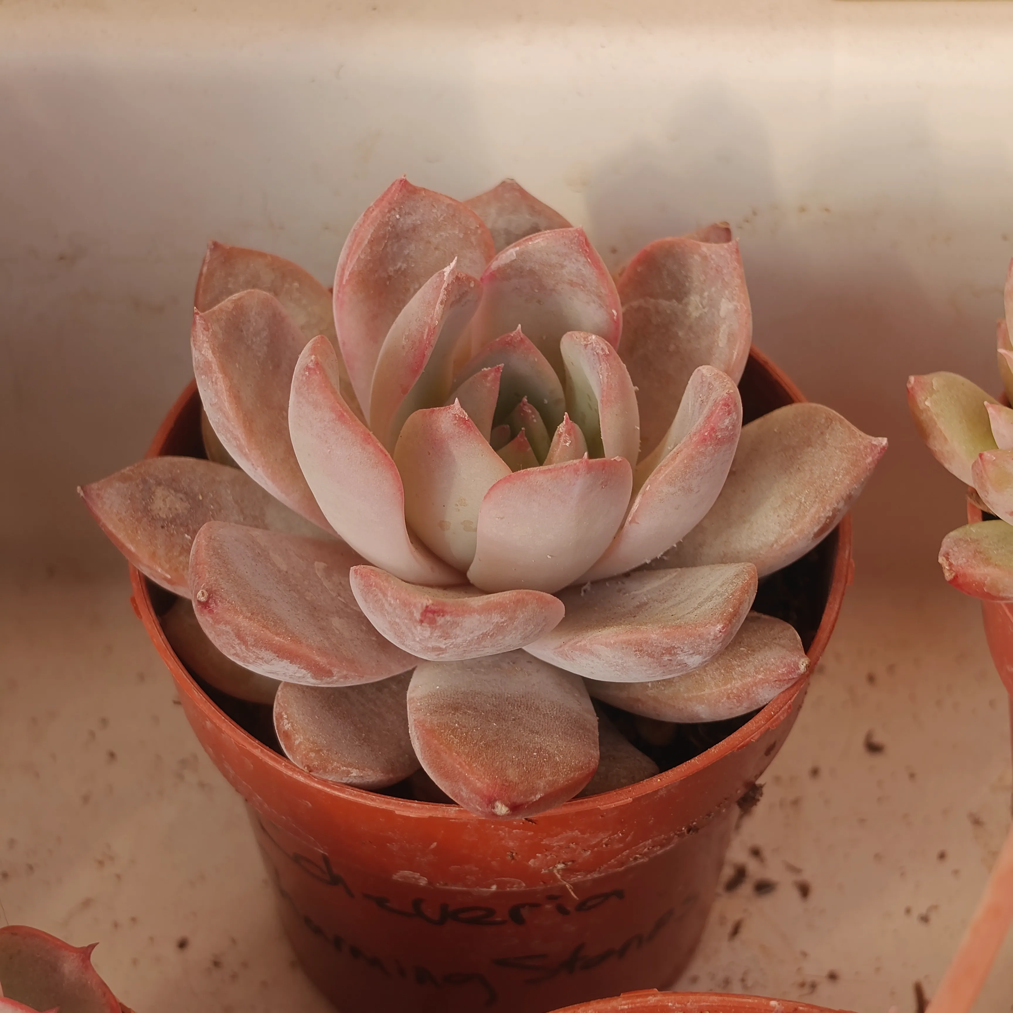 Echeveria Charming Stones