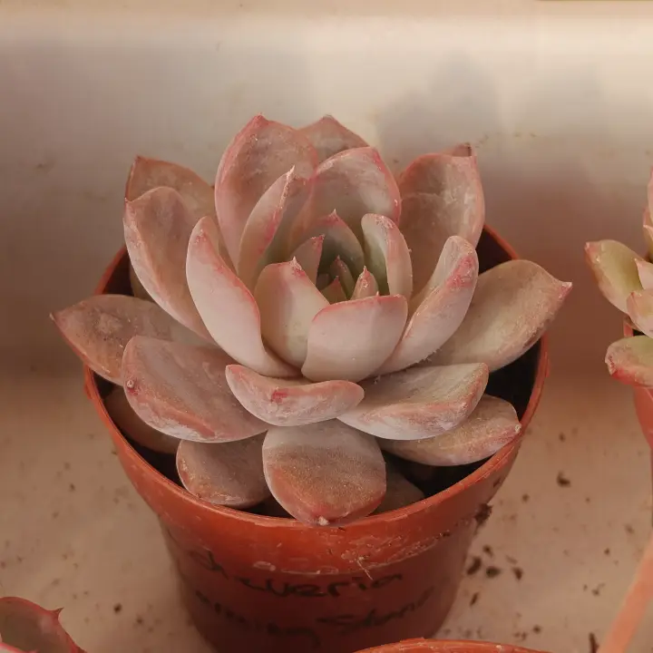 Echeveria Charming Stones 2