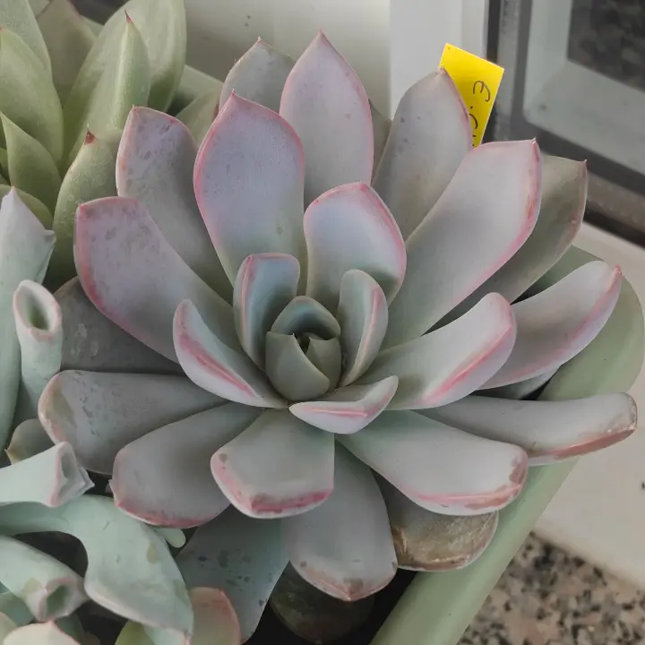 Echeveria Charming Stones 1