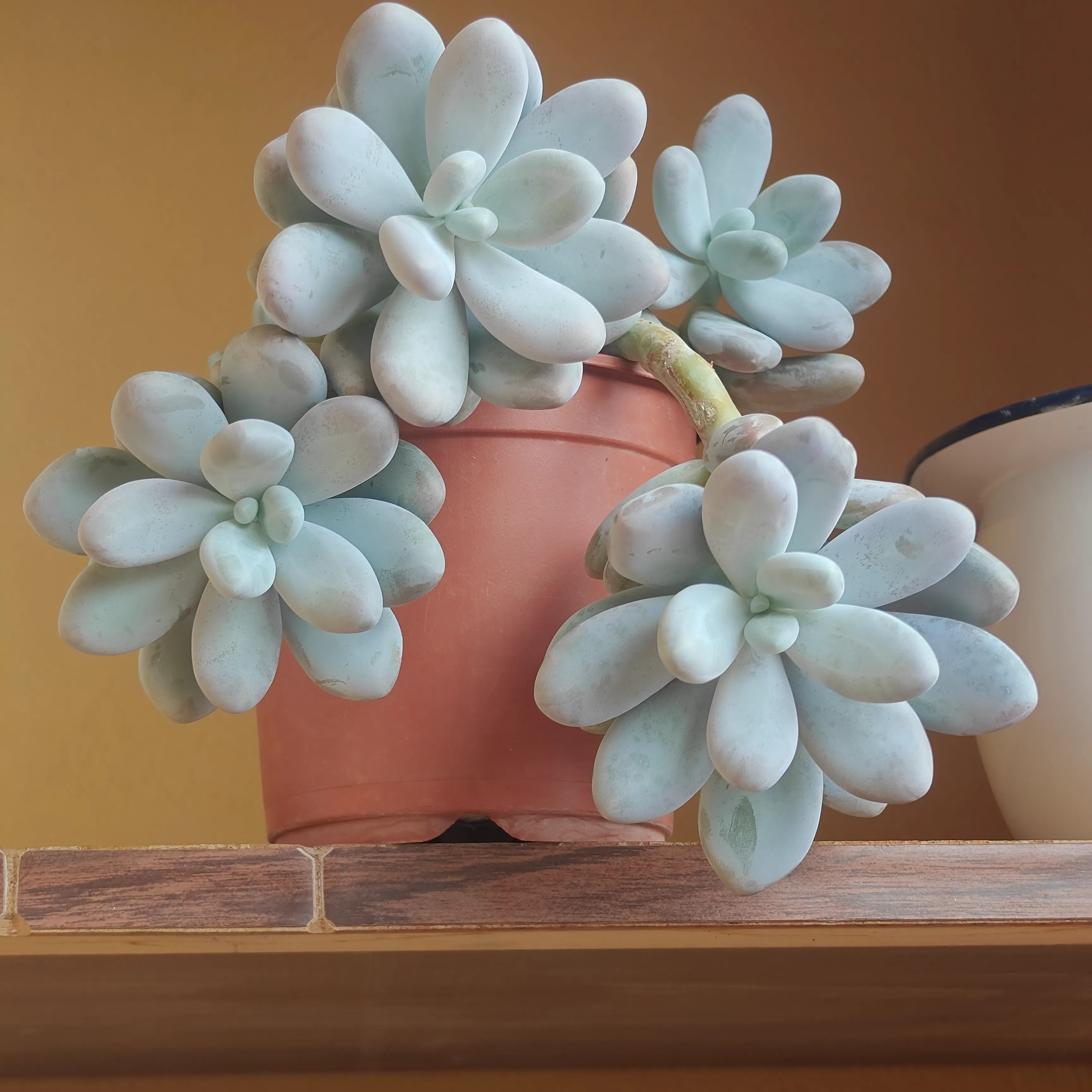 Pachyphytum Oviferum