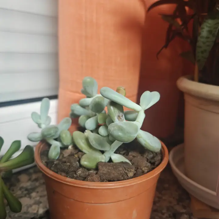 Pachyphytum Oviferum 5