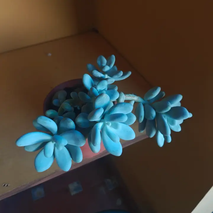 Pachyphytum Oviferum 3