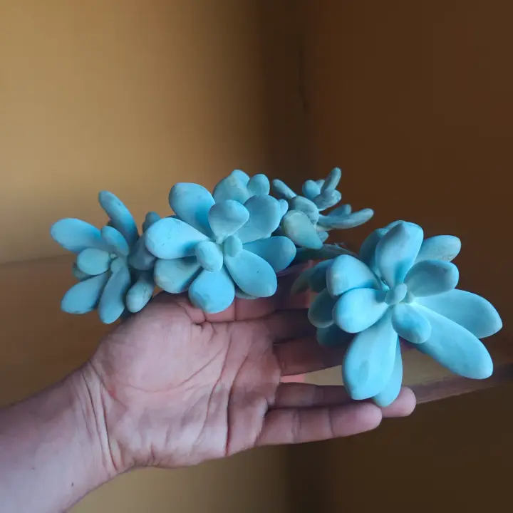 Pachyphytum Oviferum 4