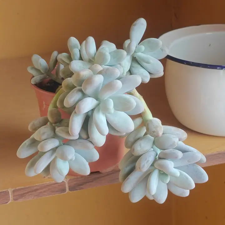 Pachyphytum Oviferum 2