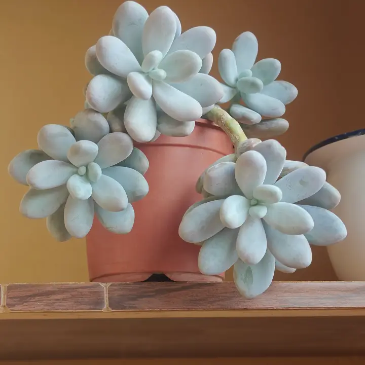 Pachyphytum Oviferum 1