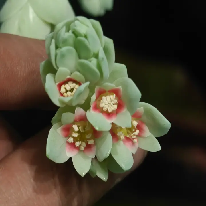 Pachyphytum Oviferum flor 1