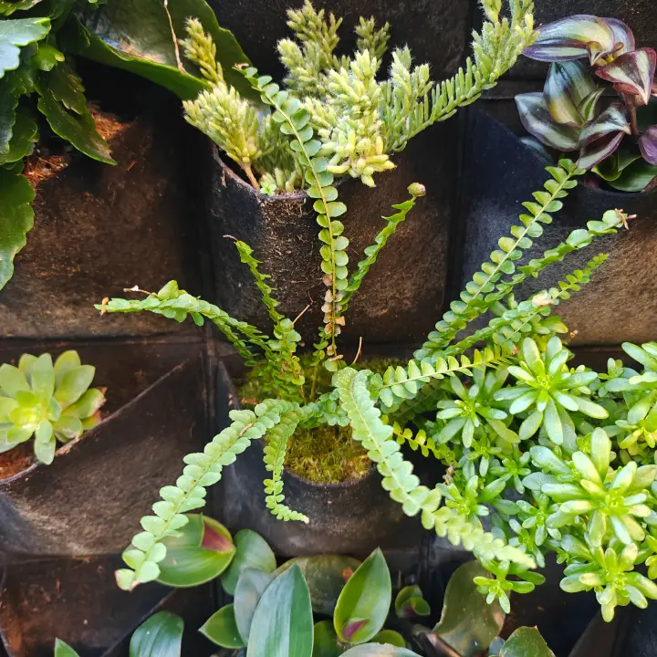Nephrolepis Cordifolia 'Duffii' 1