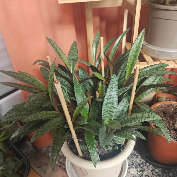 Ledebouria Socialis 1