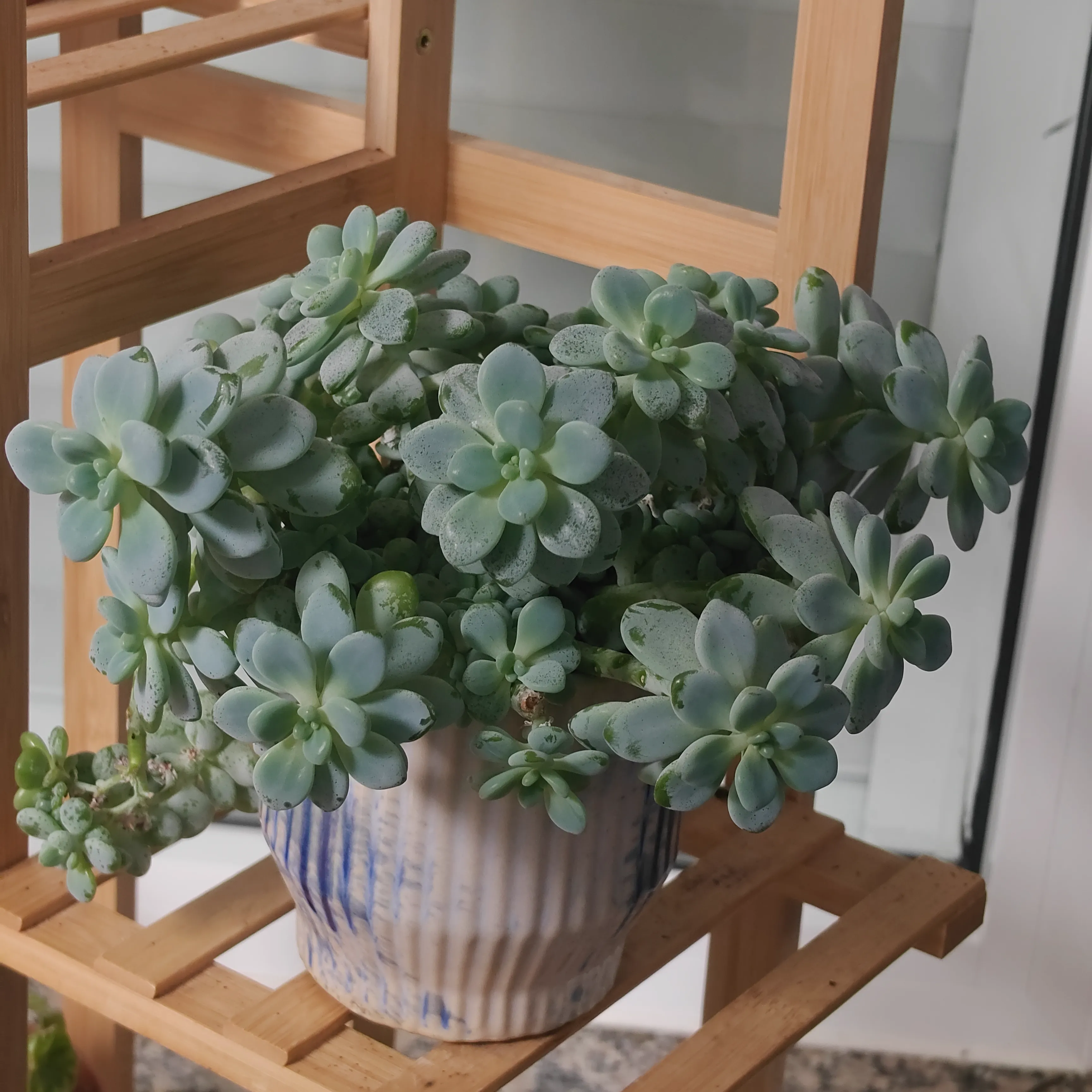 Sedum clavatum 2