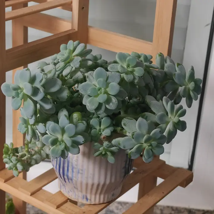 Sedum clavatum 2