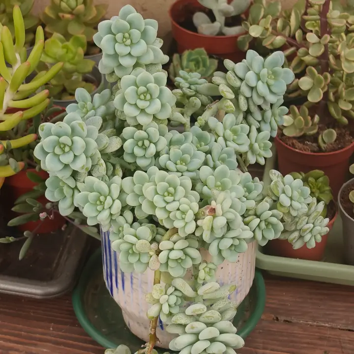 Sedum clavatum 1