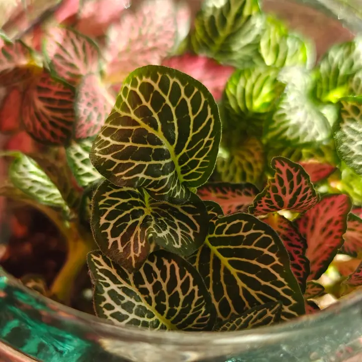 Fittonia Verschaffeltii verde 1