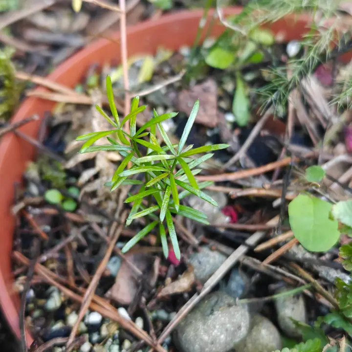 Asparagus Aethiopicus 1