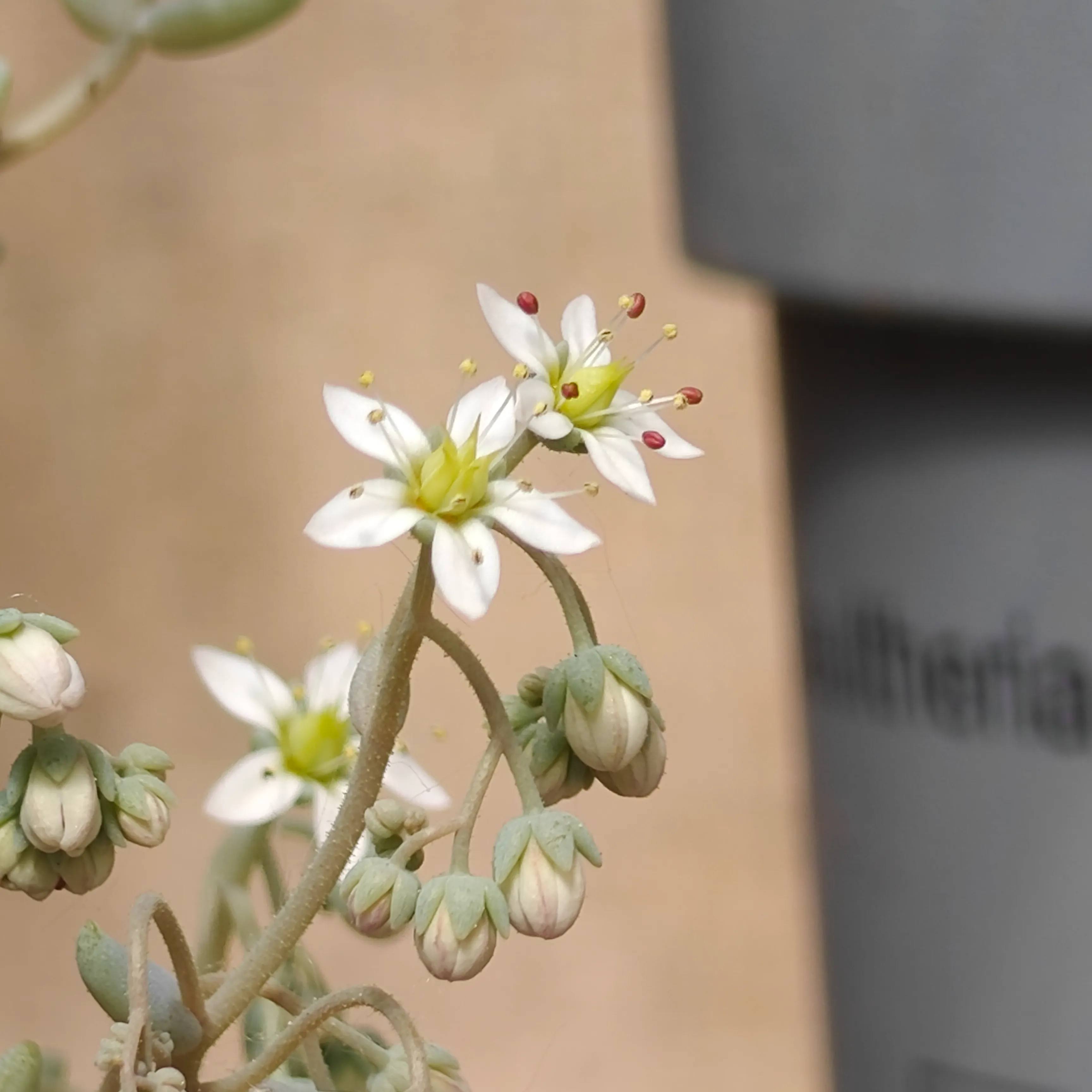 Sedum dasyphyllum minor 3