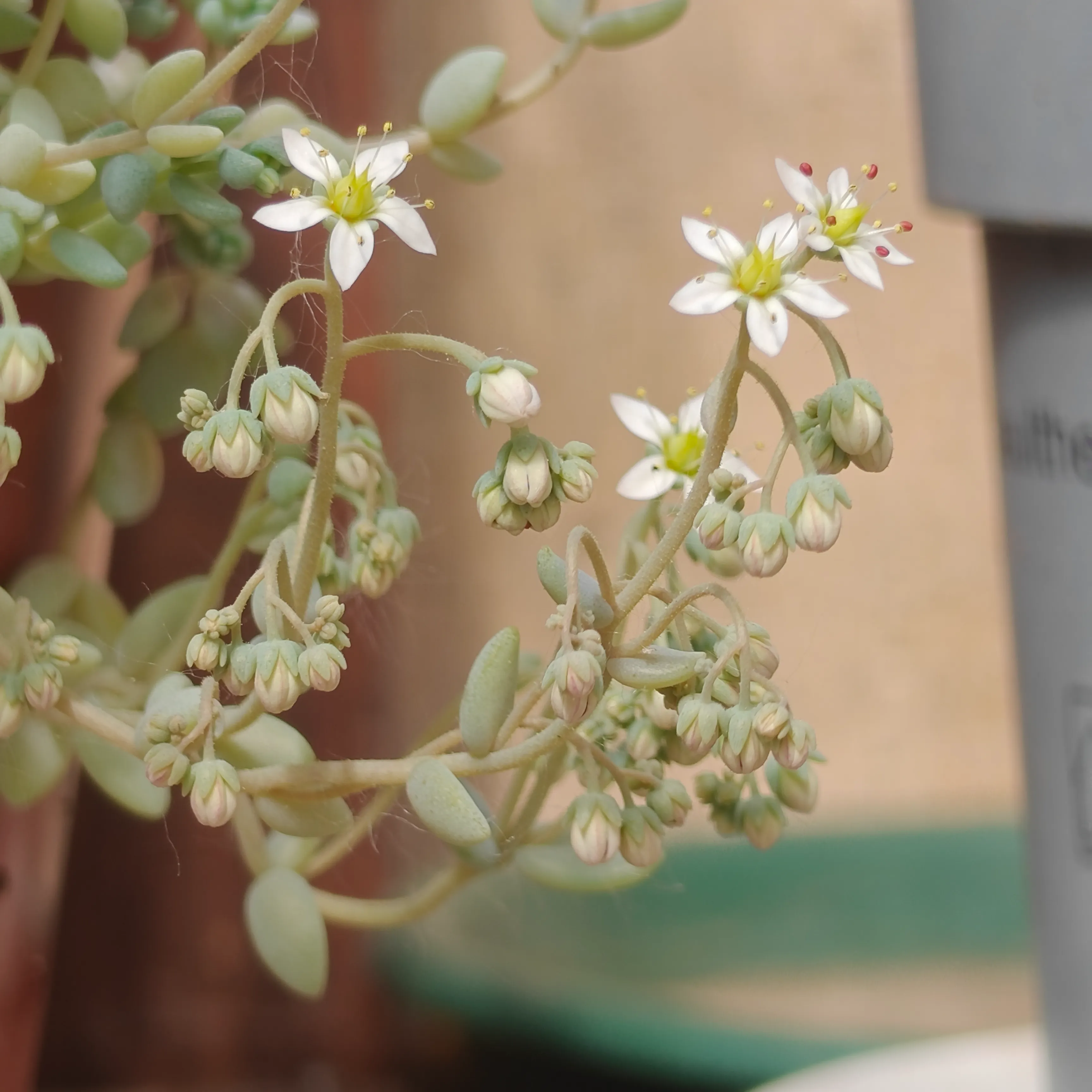 Sedum dasyphyllum minor 4