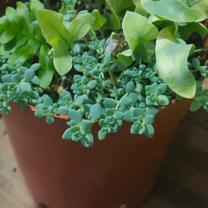 Sedum dasyphyllum minor 2