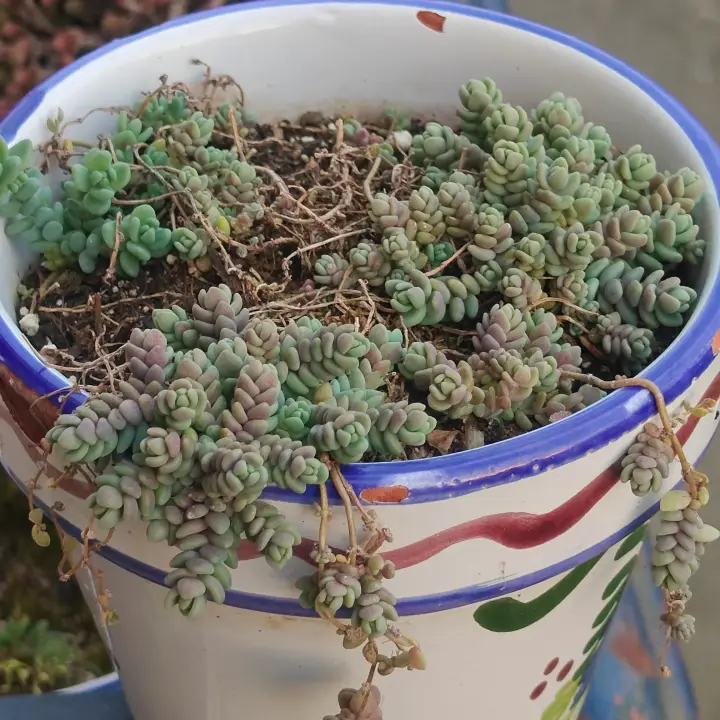 Sedum dasyphyllum minor 1
