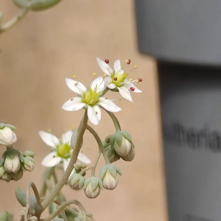 Sedum dasyphyllum minor flor 1