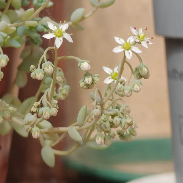Sedum dasyphyllum minor flor 2