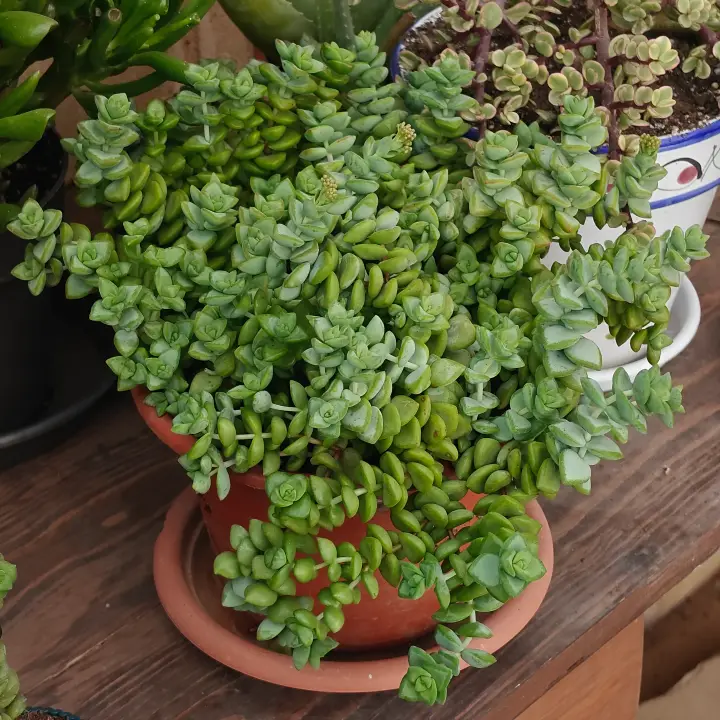 Crassula Rupestris 1