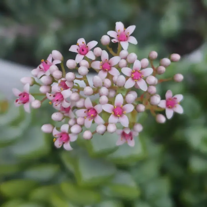 Crassula Rupestris 2