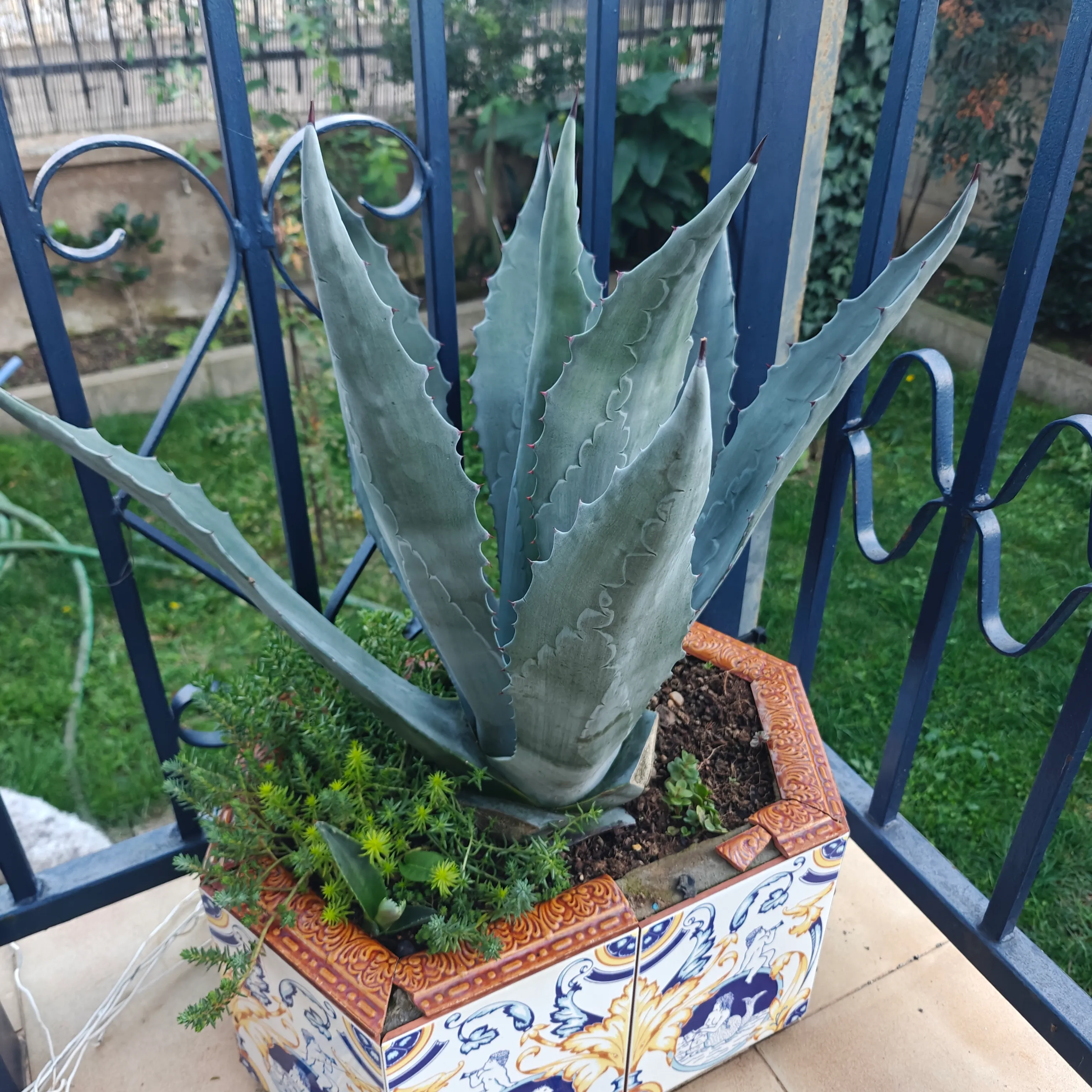 Agave Salmiana