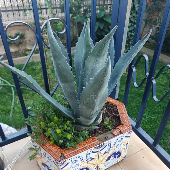 Agave Salmiana 1