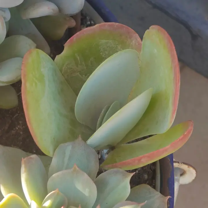 Kalanchoe tetraphylla 1