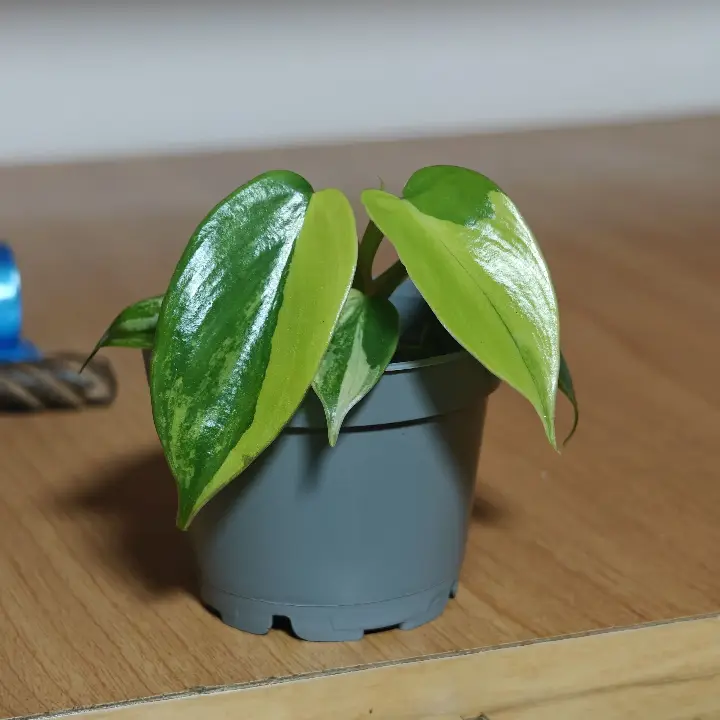 Philodendron Florida Beauty Variegado 1