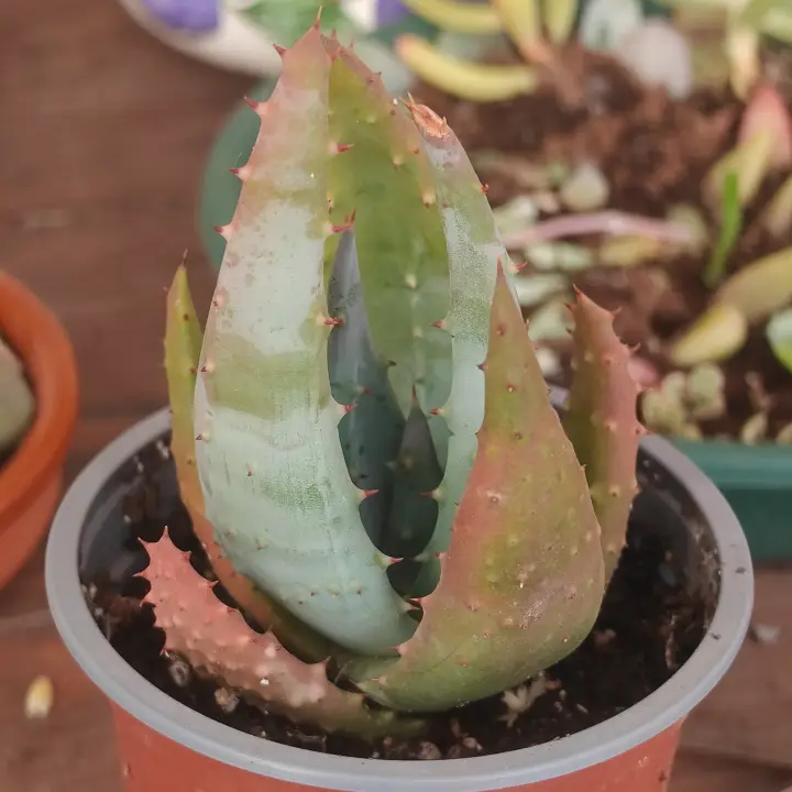 Aloe Peglerae 1