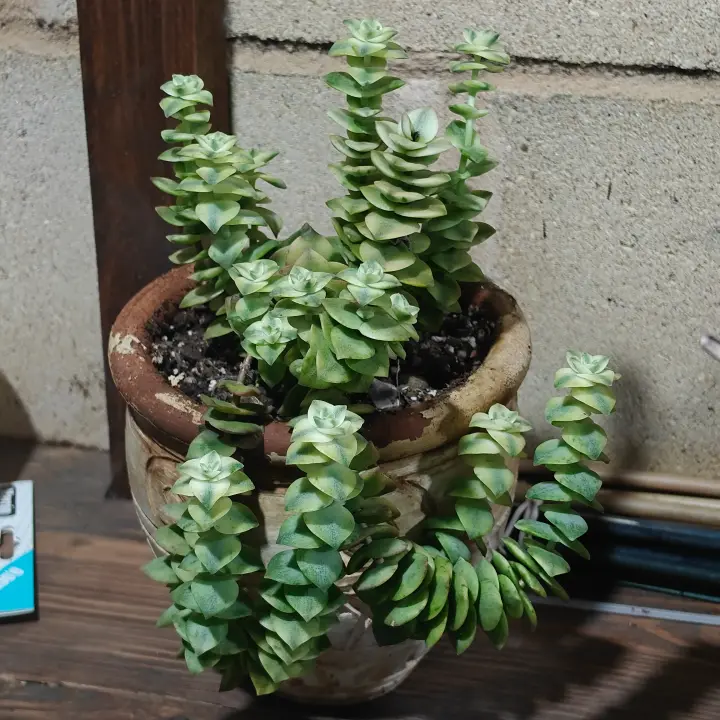 Crassula perforata variegata 1
