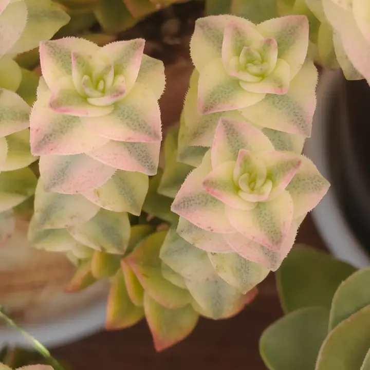 Crassula perforata variegata 2