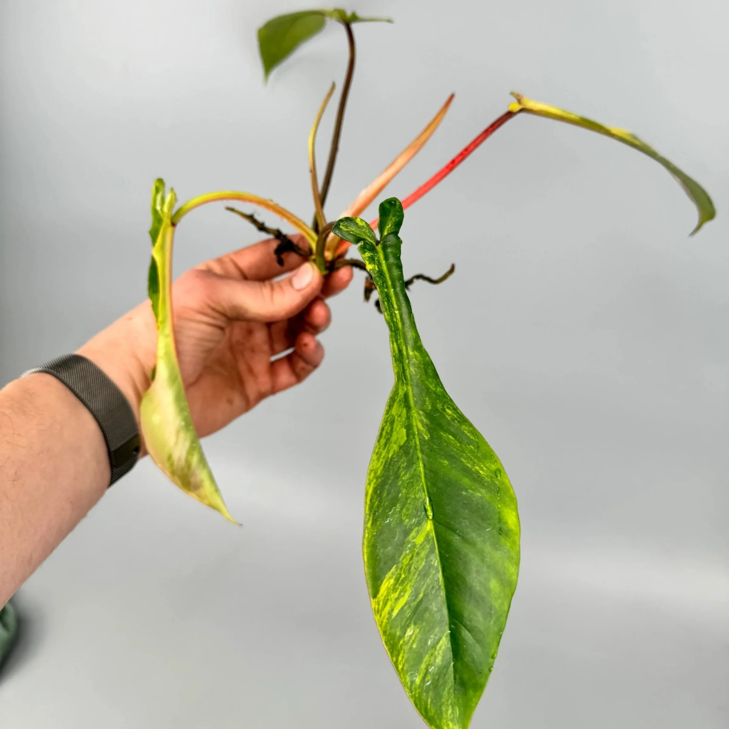 Philodendron joepii variegado