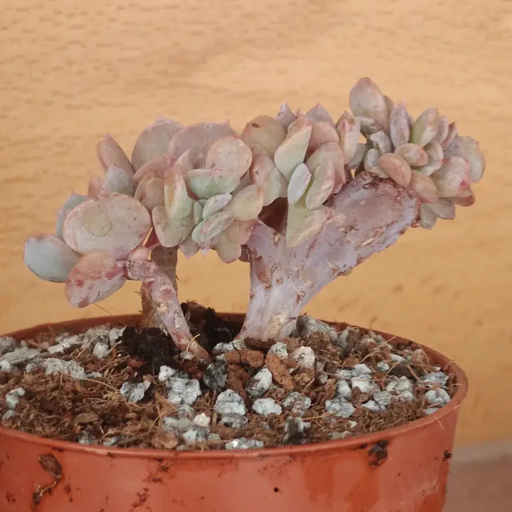 Echeveria Cubic Frost Crestada 1