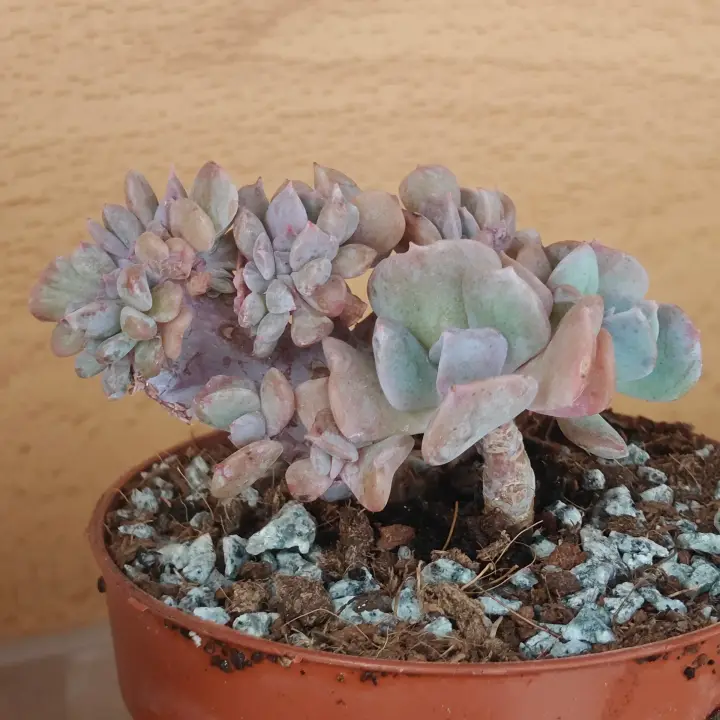 Echeveria Cubic Frost Crestada 2