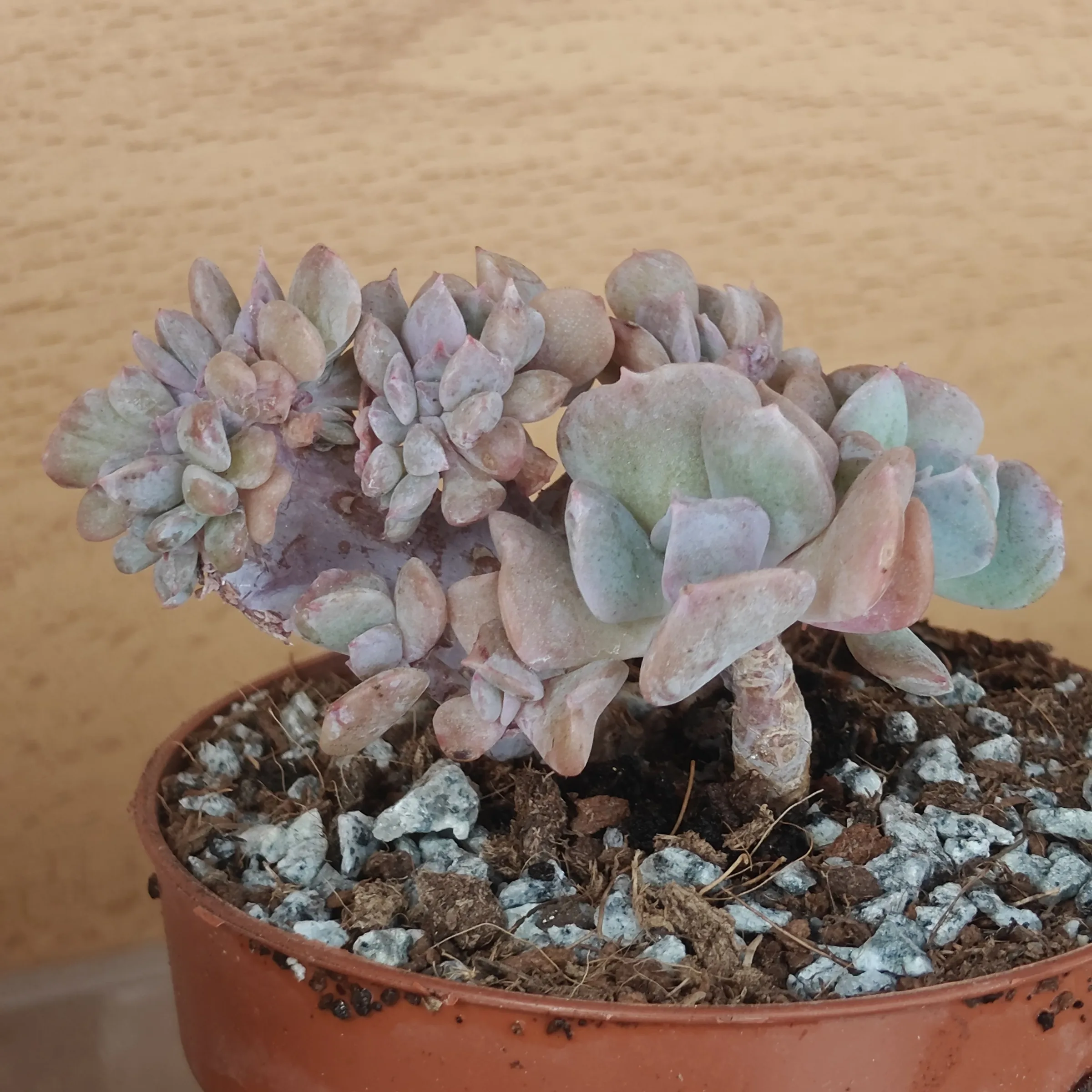 Echeveria Cubic Frost Crestada 2