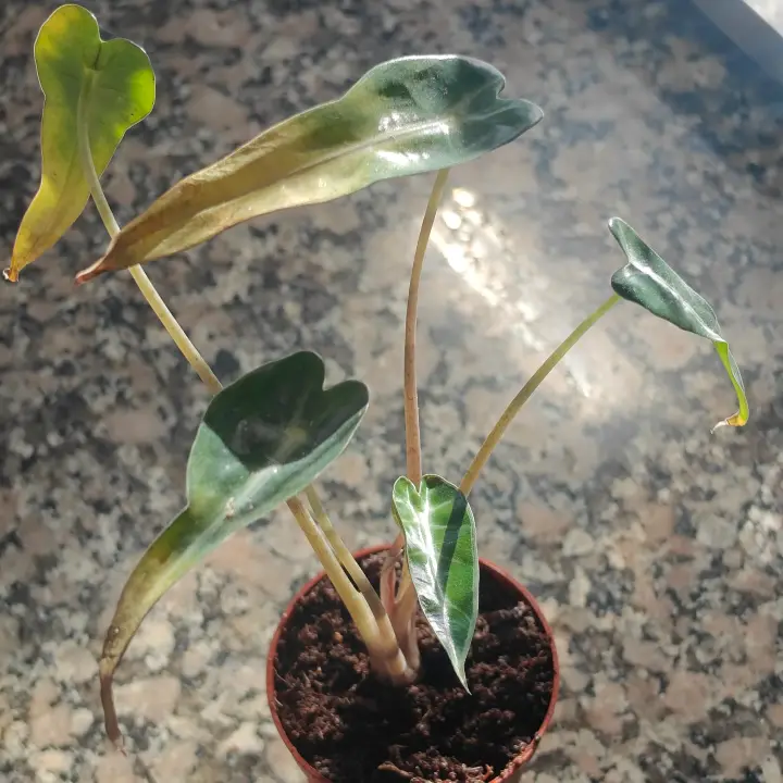 Alocasia Arrow 4