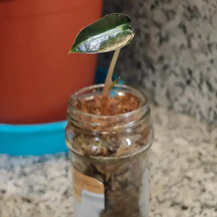 Alocasia Arrow 3