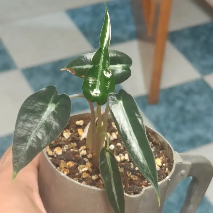 Alocasia Arrow 2