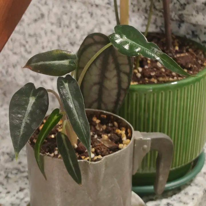Alocasia Arrow 1