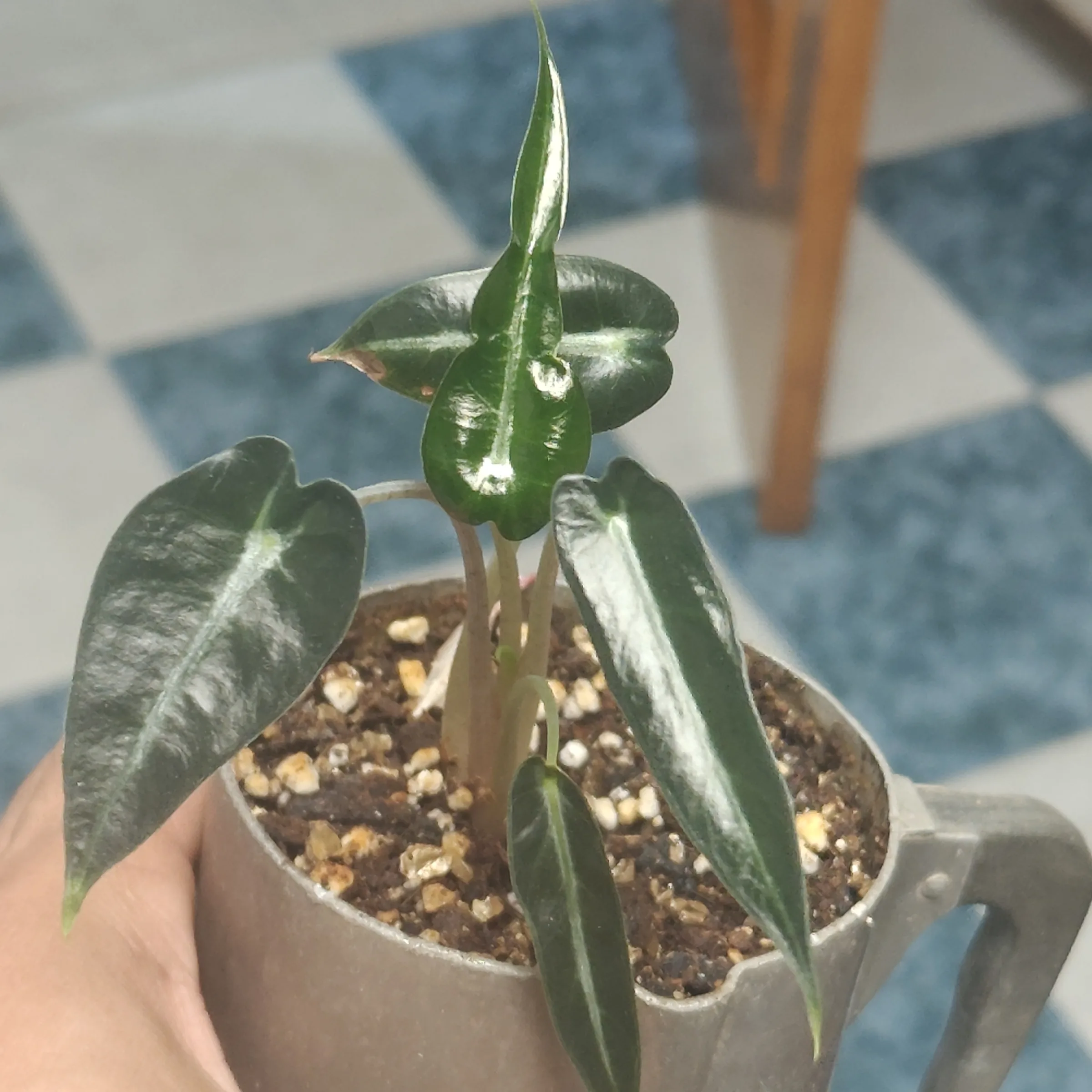 Alocasia Arrow