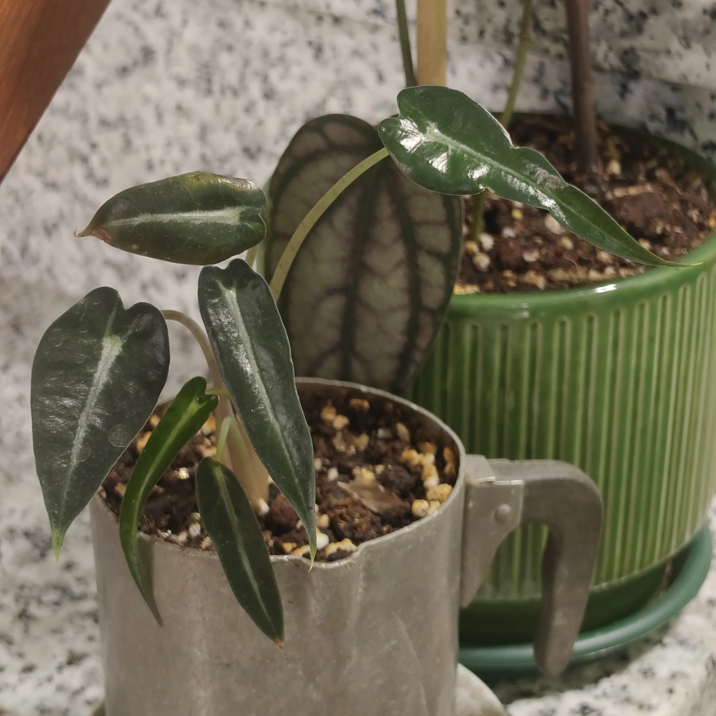 Alocasia Arrow