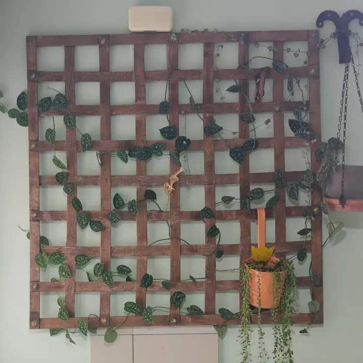 Scindapsus pictus 1