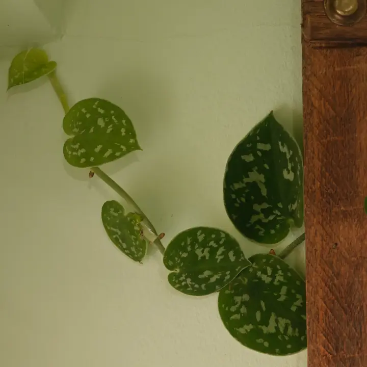 Scindapsus pictus 2