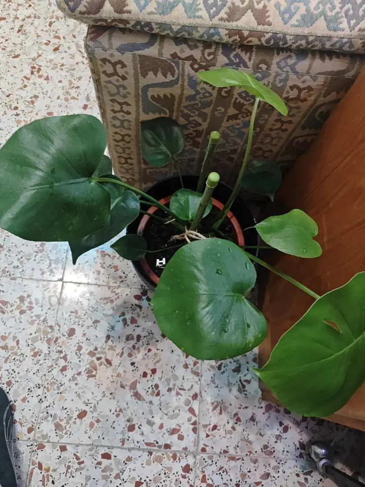 Monstera deliciosa 1